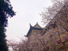 -武汉大学-樱园