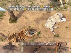 -西霞口神雕山野生动物世界