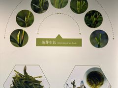 -中国茶叶博物馆(双峰馆区)