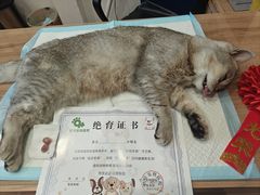 -玖佳宠物医院·泌尿·骨科·中老年病