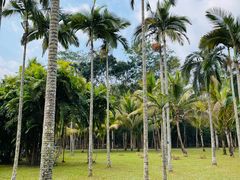 -中国科学院西双版纳热带植物园