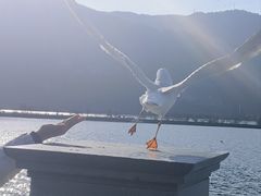 -海埂大坝