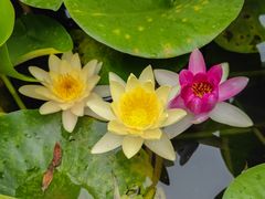 -洛阳市隋唐城遗址植物园
