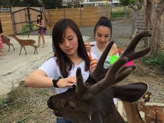 -鹿境梅花鹿生态园区