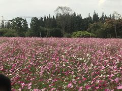 -歌斐颂巧克力小镇