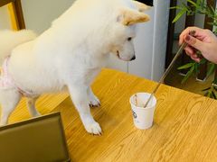 -柴犬小屋·柴餐厅·狗咖食堂(金鼎广场店)