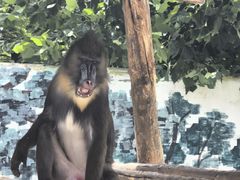 -西霞口神雕山野生动物世界