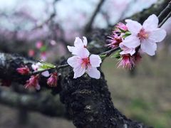 -南汇桃花村