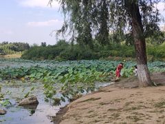 -丁香湖公园
