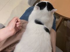 -藏猫猫咖啡主题馆(中央大道店)