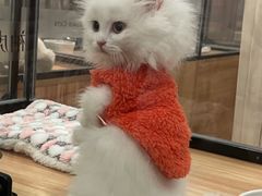 -袖虎·猫馆(体育西路店)