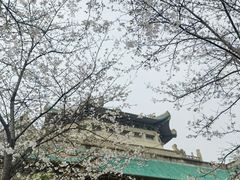 -武汉大学-樱园