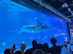 -烟台海昌鲸鲨海洋公园