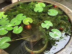 -枫林花海