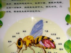 -上海昆虫博物馆