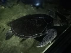 -沙扒湾
