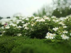 -洛阳市隋唐城遗址植物园