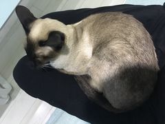 -喵的天空名猫咖啡馆·撸猫·猫舍·用品