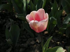 -瑶湖郊野森林公园