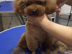 -PETKIT小佩宠物(古北店)