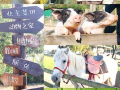 -田园东方蜜桃村的田野营地