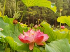 -陈家山荷花公园