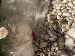 -喵屿·大理花园猫咖