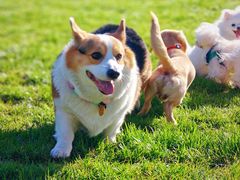 -爪吧宠物乐园 (温榆河示范区店)