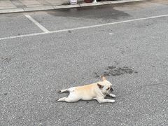 -派美特宠物医院·核磁CT·骨科肿瘤·疑难转诊(沈农禾丰店)