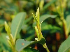 -CoCo都可(漫乐城店)