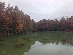 -上海海湾国家森林公园