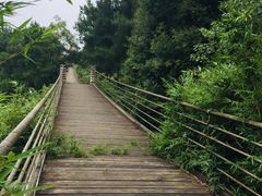 -铁山坪森林公园