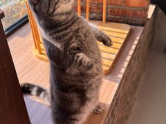 -豆逗聊愈猫阁Easy Life