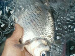 西江边鱼-八仔大富楼·河鲜(西江店)