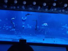 -烟台海昌鲸鲨海洋公园