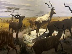 -Behring World of Animals(上海自然博物馆店)