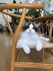 -Sugar苏格婚礼策划工作室