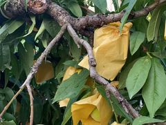 -老袁家蜜桃农场·阳山水蜜桃