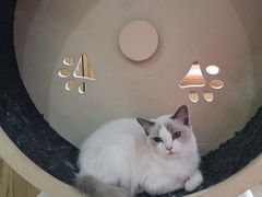 -Bastet sally猫舍购宠(静安店)