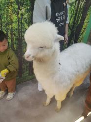 -神奇动物撸宠馆·羊驼·小浣熊·异宠(豫园店)