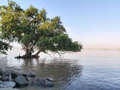 -宝安西湾红树林湿地公园