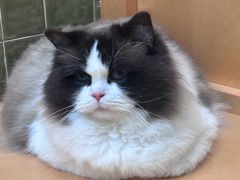 -帕帕拉兹宠物(亚洲旗舰店)