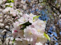 -海棠花溪(元大都城垣遗址公园)