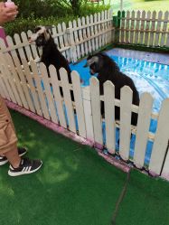 -萌宠亲子动物乐园(槐房万达店)