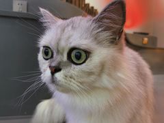 -极木²邸 人与宠物·互动社区