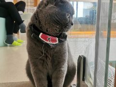 -猫在这儿猫咪咖啡馆·撸猫馆