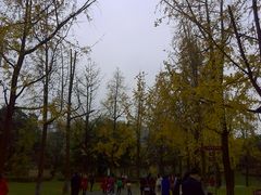 -成都市活水公园