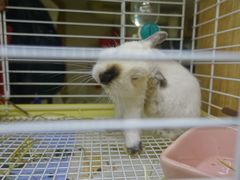 -藦茜花园宠物主题亲子互动体验馆(国顺东路店)