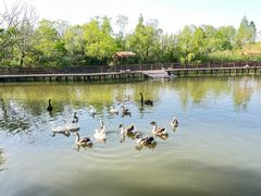 -溱湖国家湿地公园