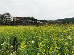 -红山村